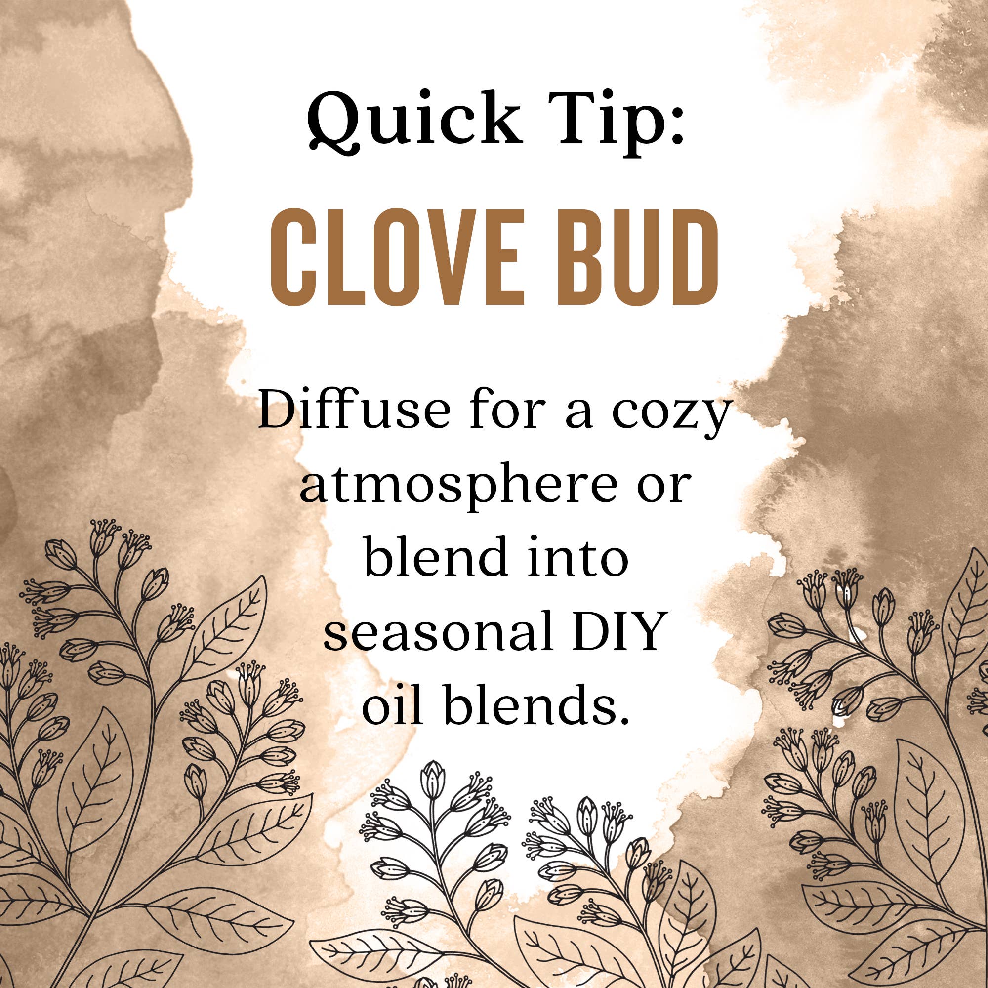 Aura Cacia Clove Bud Essential Oil, 0.5 fl oz