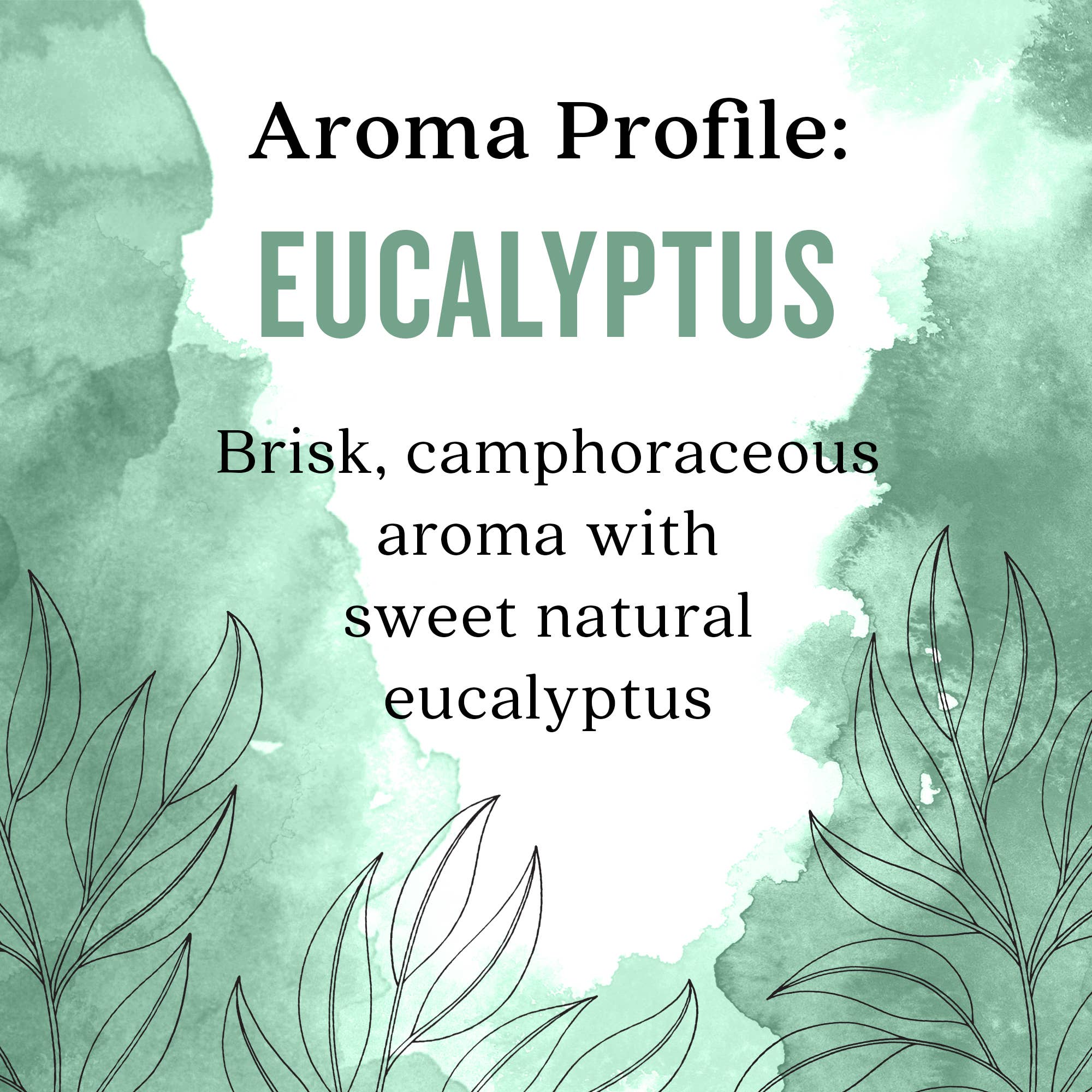 Aura Cacia Eucalyptus Essential Oil, 0.5 fl oz