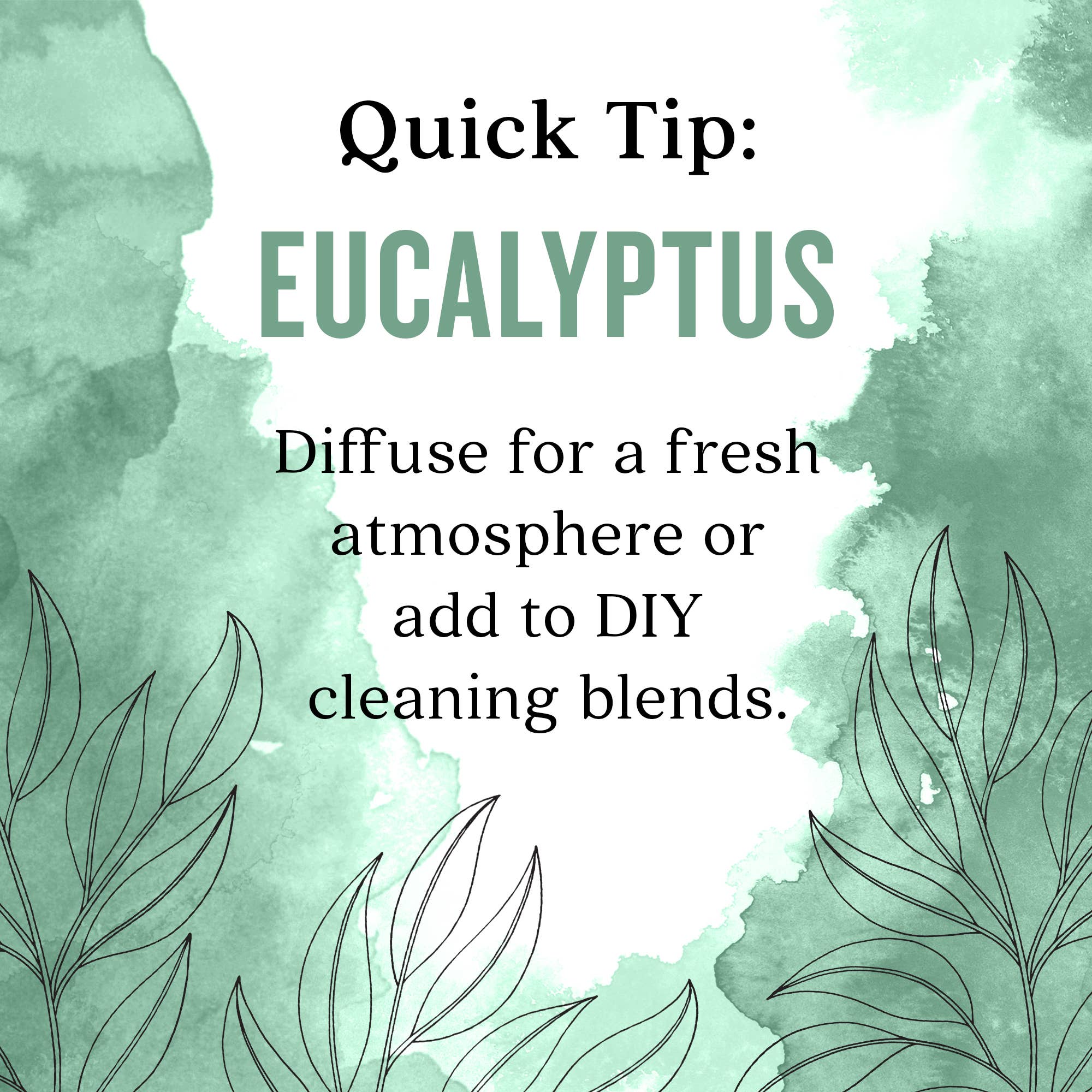 Aura Cacia Eucalyptus Essential Oil, 0.5 fl oz