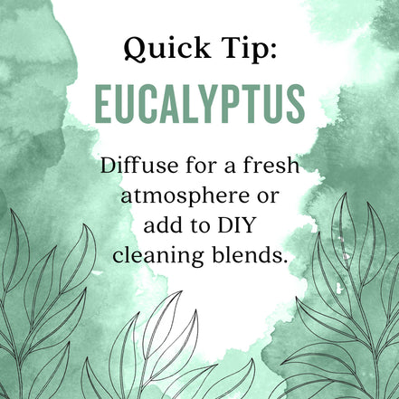 Aura Cacia Eucalyptus Essential Oil, 0.5 fl oz