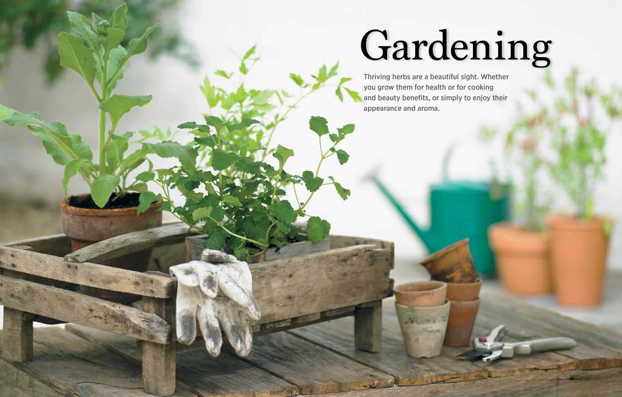 Reader's Digest The Essential Book of Herbs