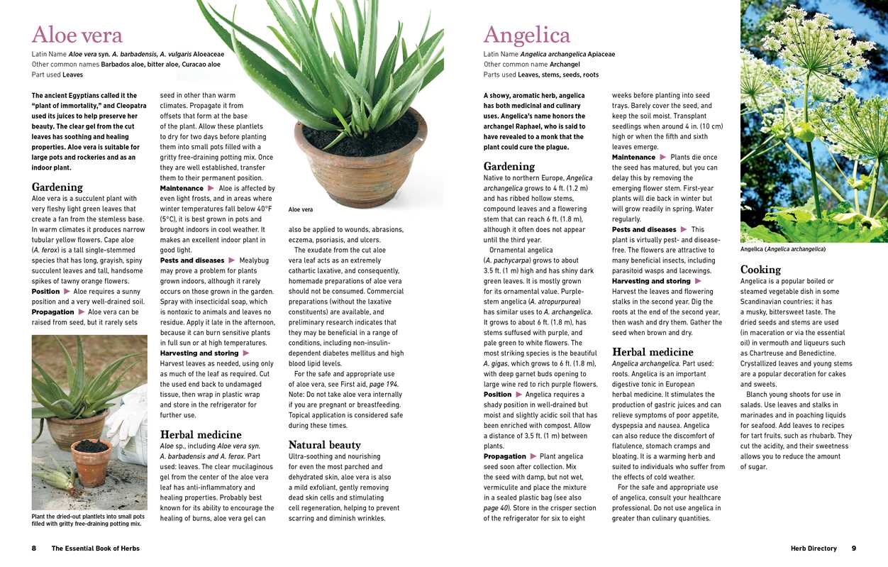 Reader's Digest The Essential Book of Herbs