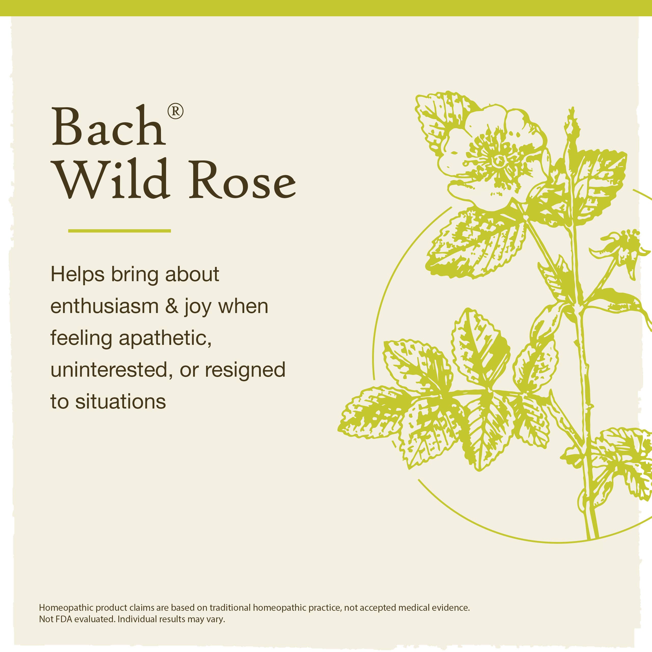 Bach Original Flower Remedies, Wild Rose, Show Enthusiasm 0.7 fl. oz. (20 ml)